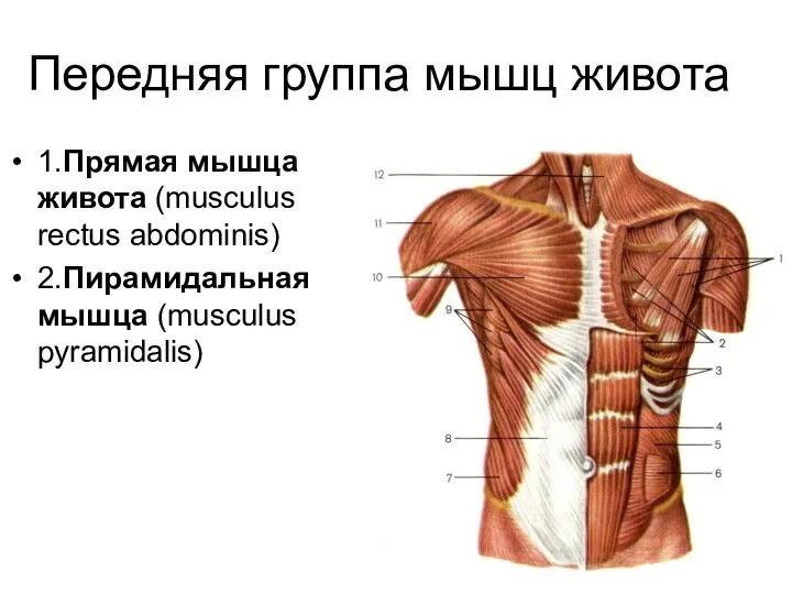 Передняя группа мышц живота 1.Прямая мышца живота (musculus rectus abdominis) 2.Пирамидальная мышца (musculus pyramidalis)
