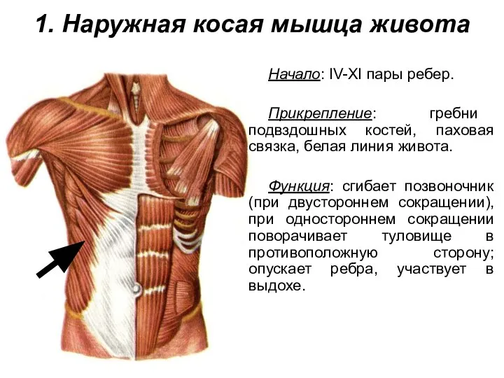1. Наружная косая мышца живота Начало: IV-XI пары ребер. Прикрепление: гребни подвздошных