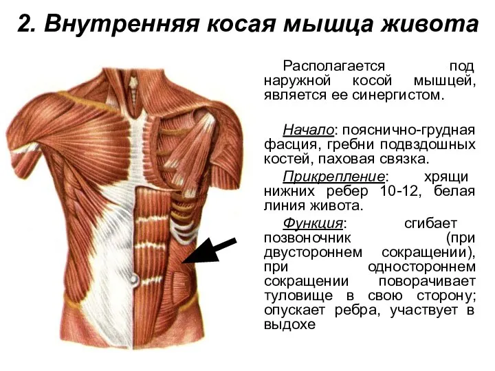 2. Внутренняя косая мышца живота Располагается под наружной косой мышцей, является ее
