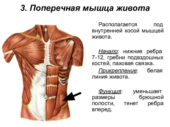 3. Поперечная мышца живота Располагается под внутренней косой мышцей живота. Начало: нижние