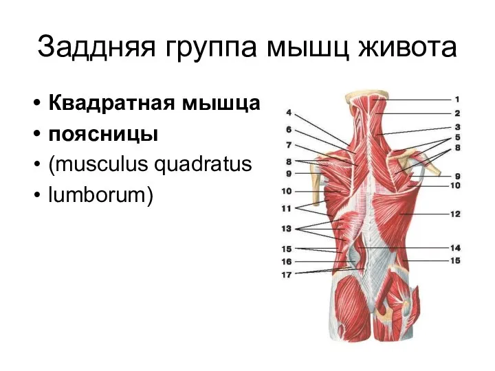 Заддняя группа мышц живота Квадратная мышца поясницы (musculus quadratus lumborum)