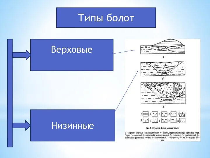 Типы болот Верховые Низинные