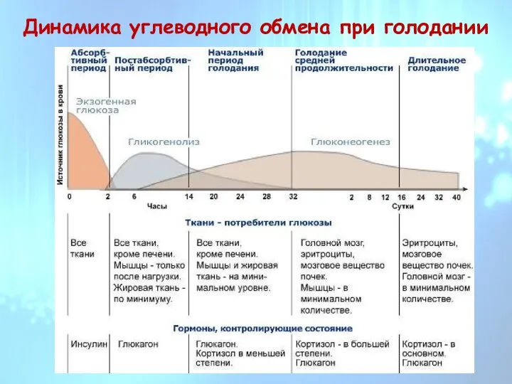 Динамика углеводного обмена при голодании