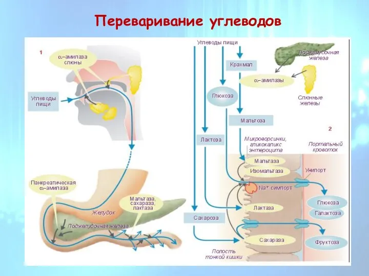 Переваривание углеводов