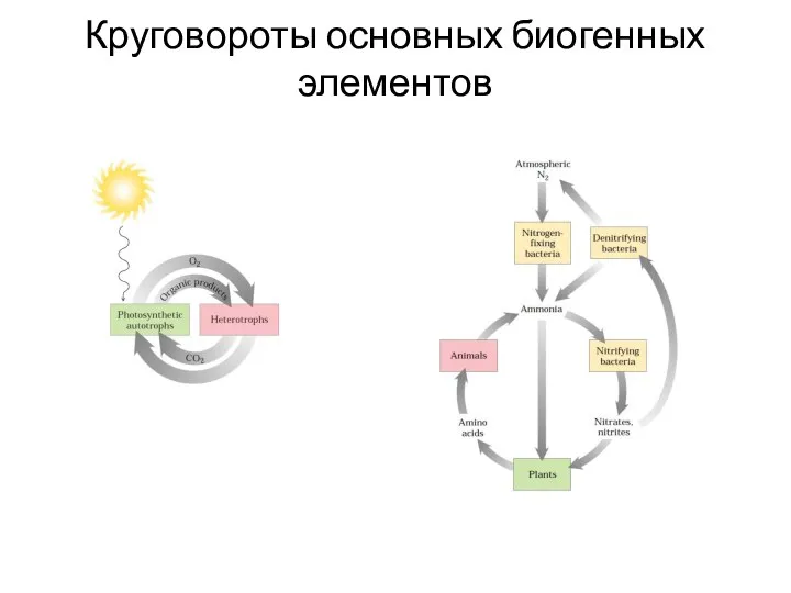 Круговороты основных биогенных элементов