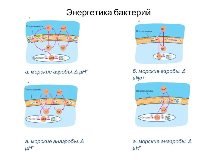 Энергетика бактерий а. морские аэробы. Δ μН+ б. морские аэробы. Δ μNa+