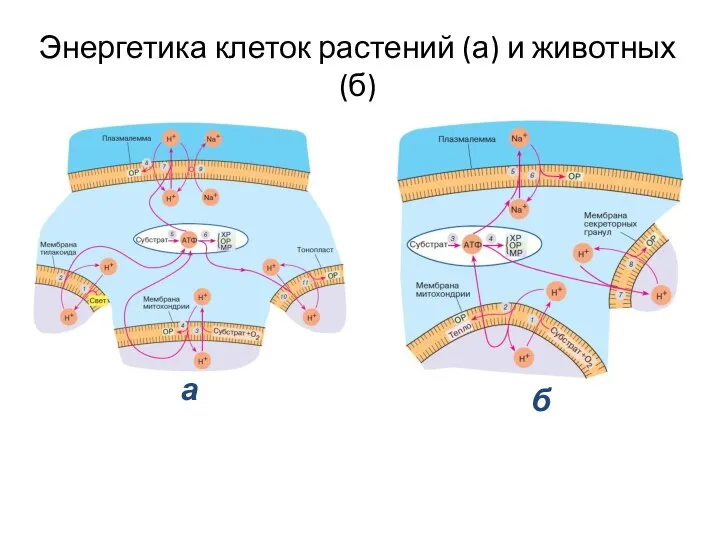 Энергетика клеток растений (а) и животных (б) а б