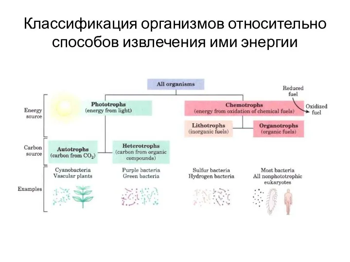 Классификация организмов относительно способов извлечения ими энергии