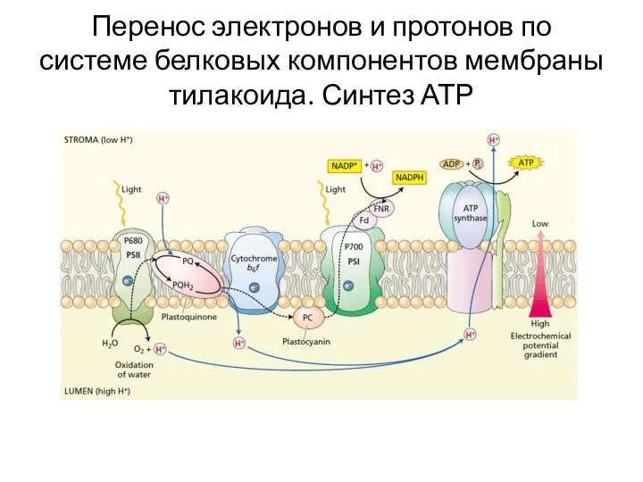 Перенос электронов и протонов по системе белковых компонентов мембраны тилакоида. Синтез АТР