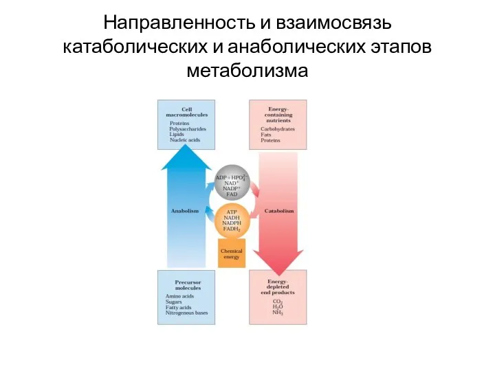 Направленность и взаимосвязь катаболических и анаболических этапов метаболизма