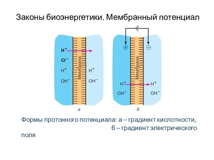 Законы биоэнергетики. Мембранный потенциал Формы протонного потенциала: а – градиент кислотности, б – градиент электрического поля