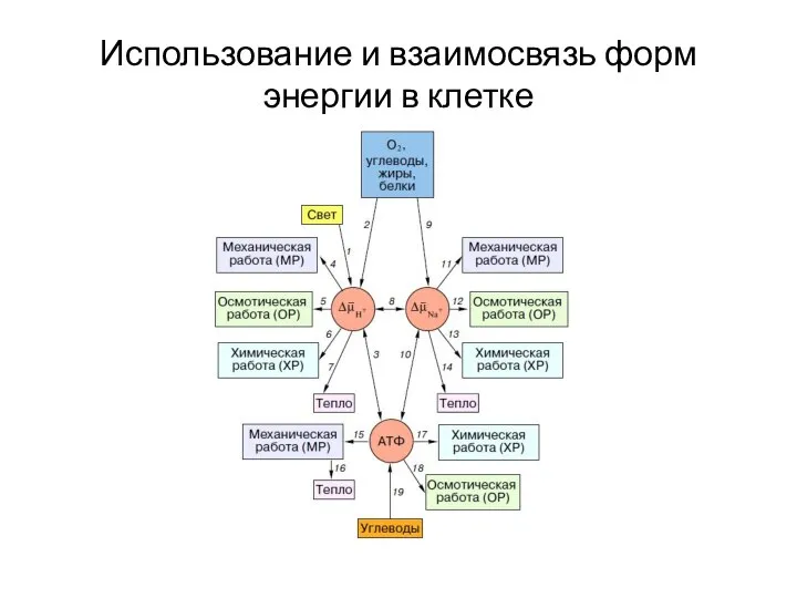 Использование и взаимосвязь форм энергии в клетке