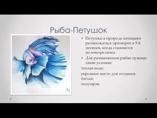 Рыба-Петушок Петушки в природе начинают размножаться примерно в 5-6 месяцев, когда становятся