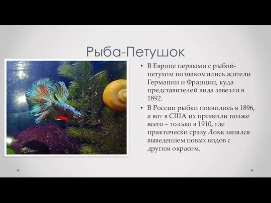 Рыба-Петушок В Европе первыми с рыбой-петухом познакомились жители Германии и Франции, куда