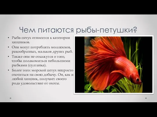 Чем питаются рыбы-петушки? Рыба-петух относится к категории хищников. Они могут потреблять моллюсков,