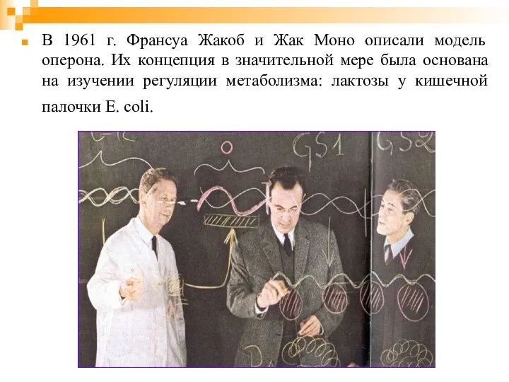 В 1961 г. Франсуа Жакоб и Жак Моно описали модель оперона. Их