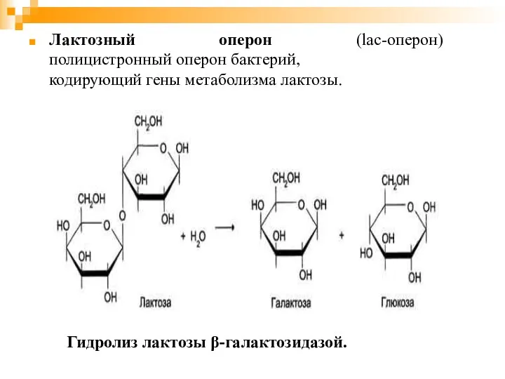 Лактозный оперон (lac-оперон) полицистронный оперон бактерий, кодирующий гены метаболизма лактозы. Гидролиз лактозы β-галактозидазой.