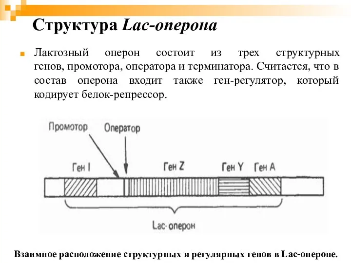 Лактозный оперон состоит из трех структурных генов, промотора, оператора и терминатора. Считается,