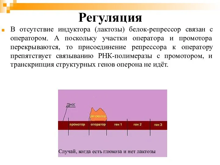 В отсутствие индуктора (лактозы) белок-репрессор связан с оператором. А поскольку участки оператора