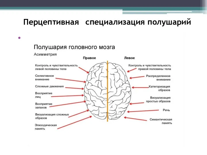 Перцептивная специализация полушарий