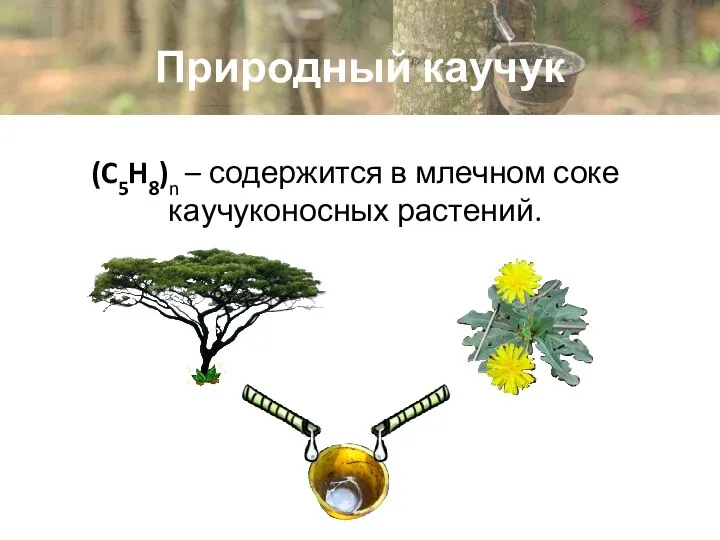 Природный каучук (C5H8)n – содержится в млечном соке каучуконосных растений.