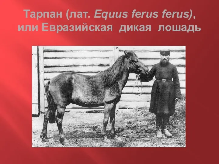 Тарпан (лат. Equus ferus ferus), или Евразийская дикая лошадь