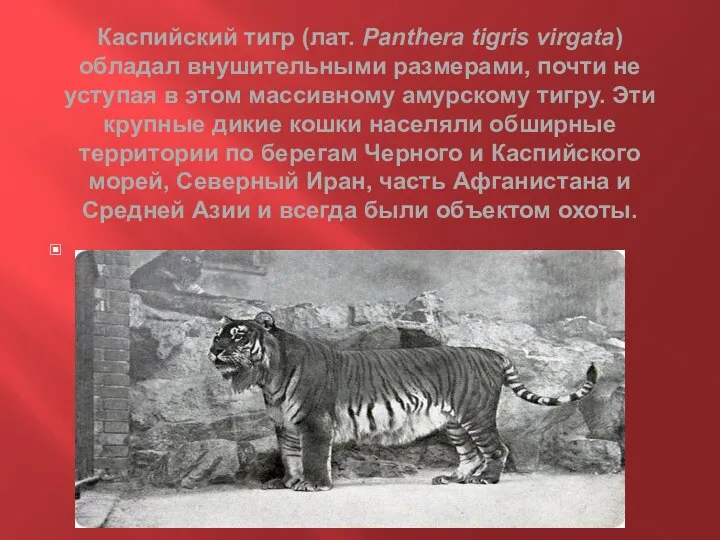 Каспийский тигр (лат. Panthera tigris virgata) обладал внушительными размерами, почти не уступая