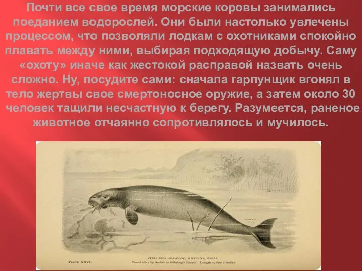 Почти все свое время морские коровы занимались поеданием водорослей. Они были настолько