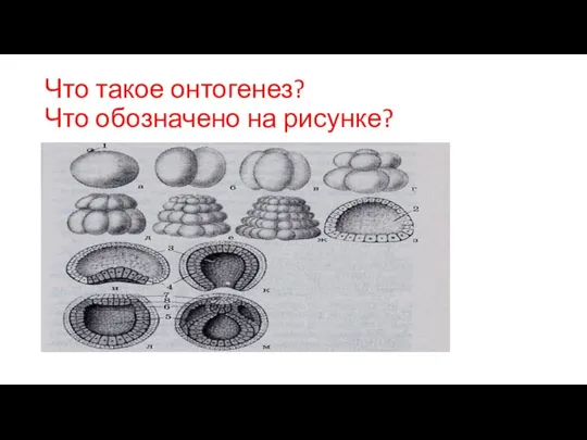 Что такое онтогенез? Что обозначено на рисунке?