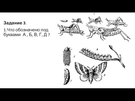 Задание 3. 1.Что обозначено под буквами А , Б, В, Г, Д ?