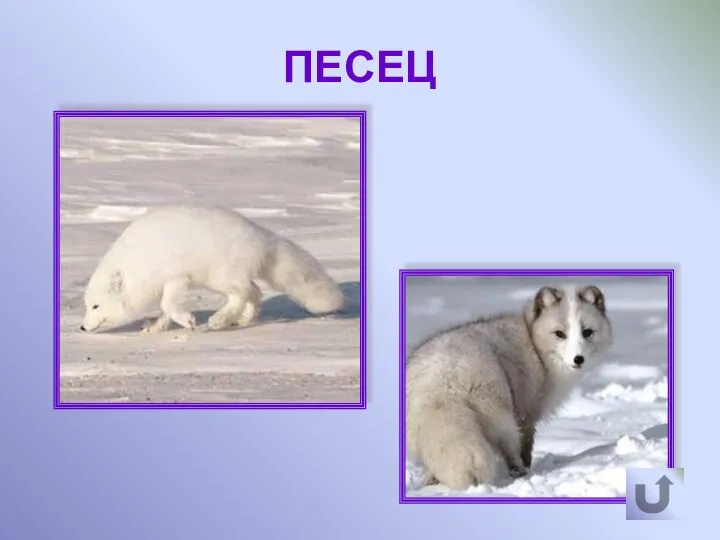 ПЕСЕЦ