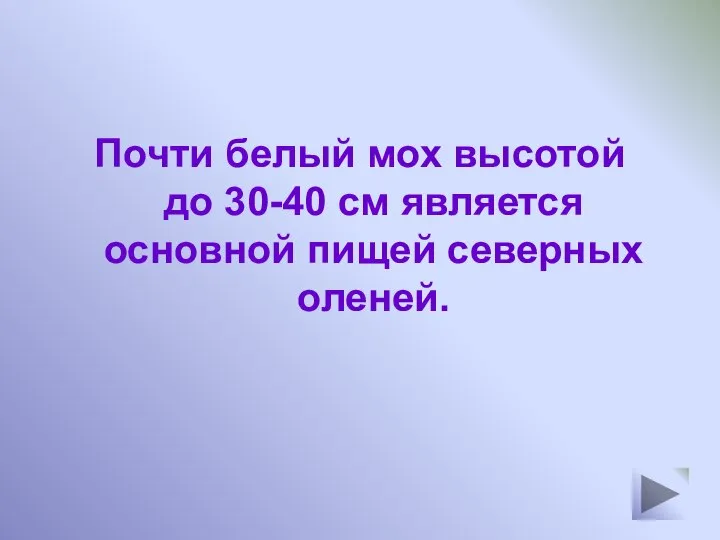 Почти белый мох высотой до 30-40 см является основной пищей северных оленей.