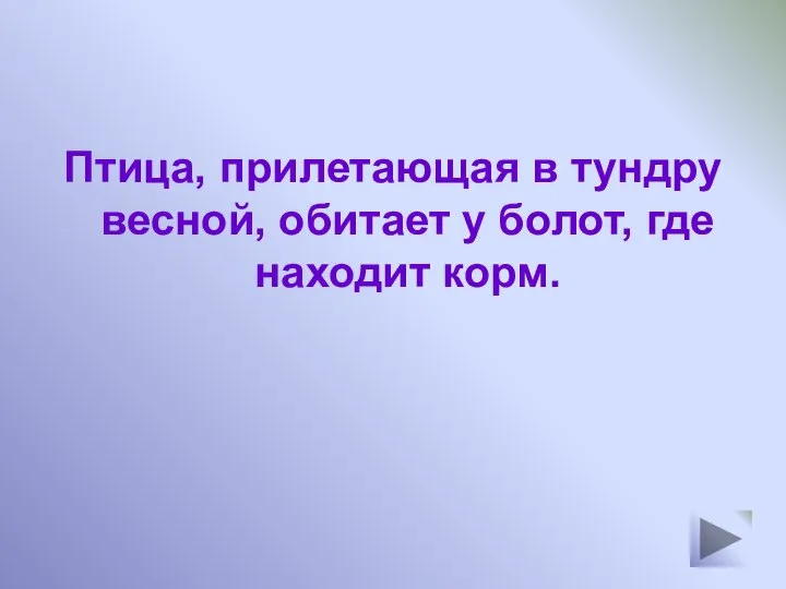 Птица, прилетающая в тундру весной, обитает у болот, где находит корм.