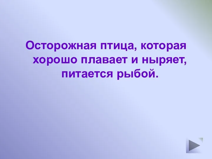 Осторожная птица, которая хорошо плавает и ныряет, питается рыбой.