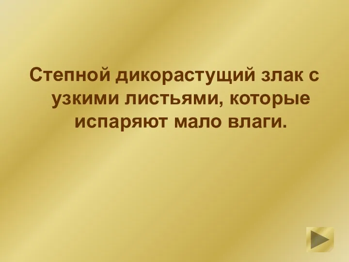 Степной дикорастущий злак с узкими листьями, которые испаряют мало влаги.