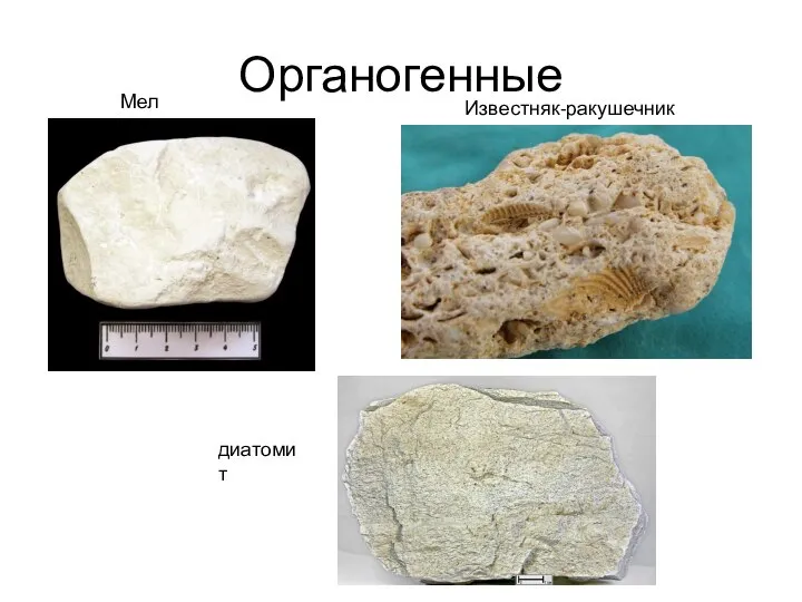 Органогенные Мел Известняк-ракушечник диатомит