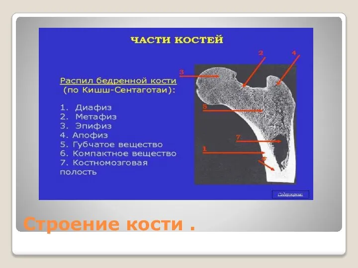 Строение кости .