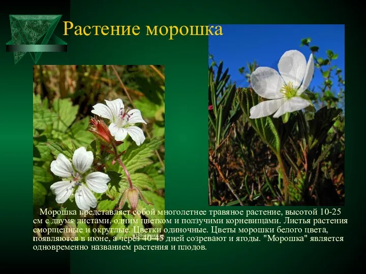 Растение морошка Морошка представляет собой многолетнее травяное растение, высотой 10-25 см с