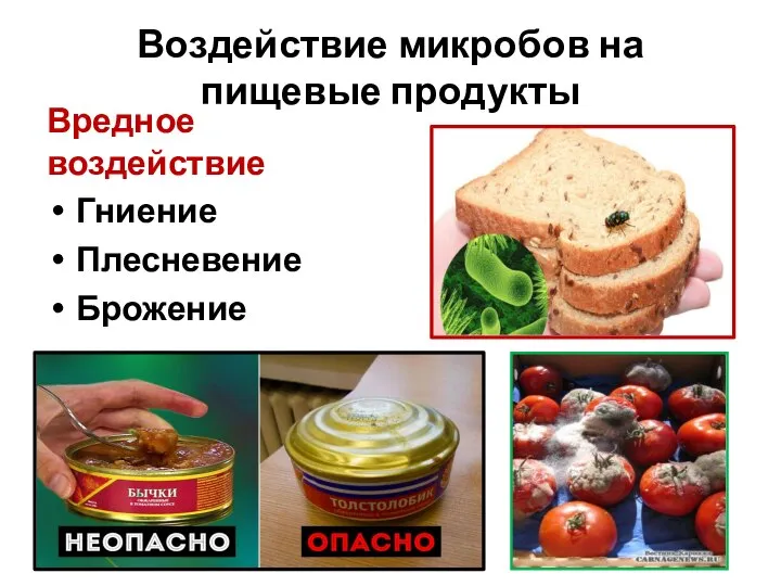 Воздействие микробов на пищевые продукты Вредное воздействие Гниение Плесневение Брожение