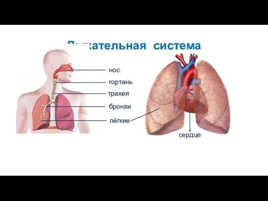 Дыхательная система нос гортань трахея бронхи лёгкие сердце