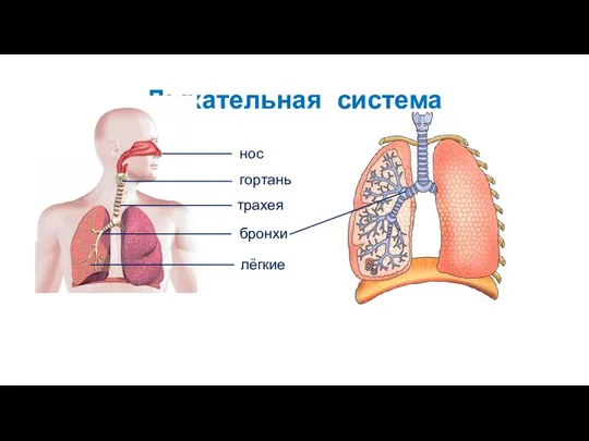 Дыхательная система нос гортань трахея бронхи лёгкие