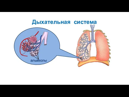 Дыхательная система альвеолы