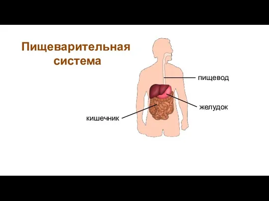 Пищеварительная система пищевод желудок кишечник