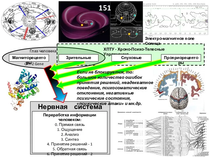 Магниторецепторы ХПТУ - Хроно-Психо-Телесные Упражнения CRY-2 Gene Глаз человека 151 Нервная система