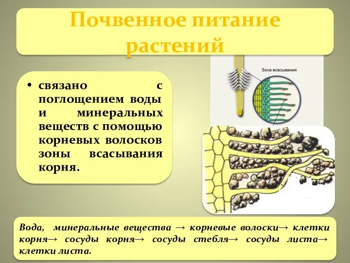 связано с поглощением воды и минеральных веществ с помощью корневых волосков зоны