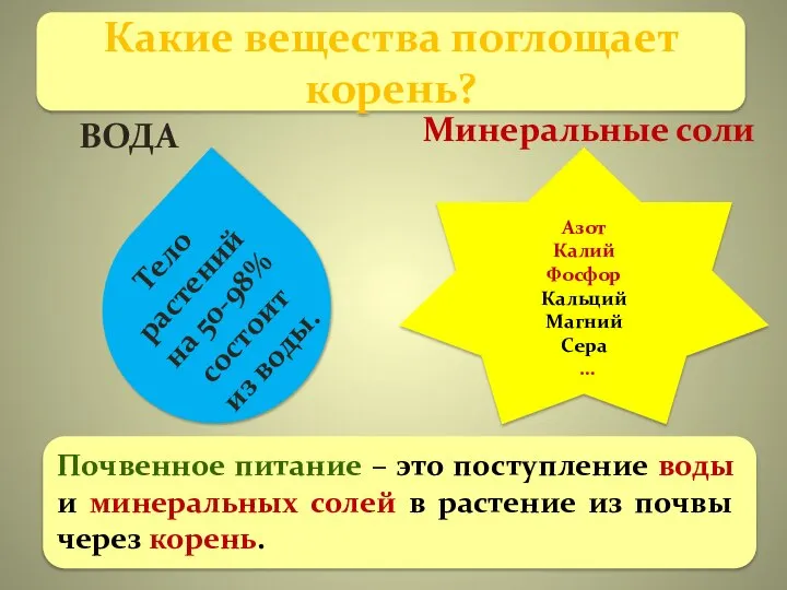 Какие вещества поглощает корень? Тело растений на 50-98% состоит из воды. Азот