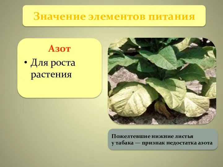 Азот Для роста растения Значение элементов питания Пожелтевшие нижние листья у табака — признак недостатка азота