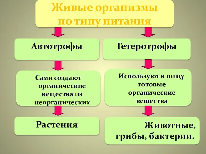 Живые организмы по типу питания Автотрофы Гетеротрофы Сами создают органические вещества из