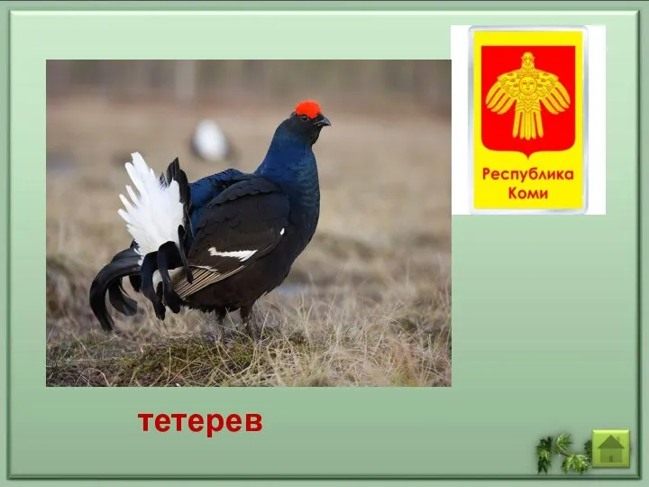 тетерев