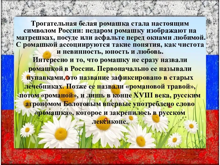 Трогательная белая ромашка стала настоящим символом России: недаром ромашку изображают на матрешках,